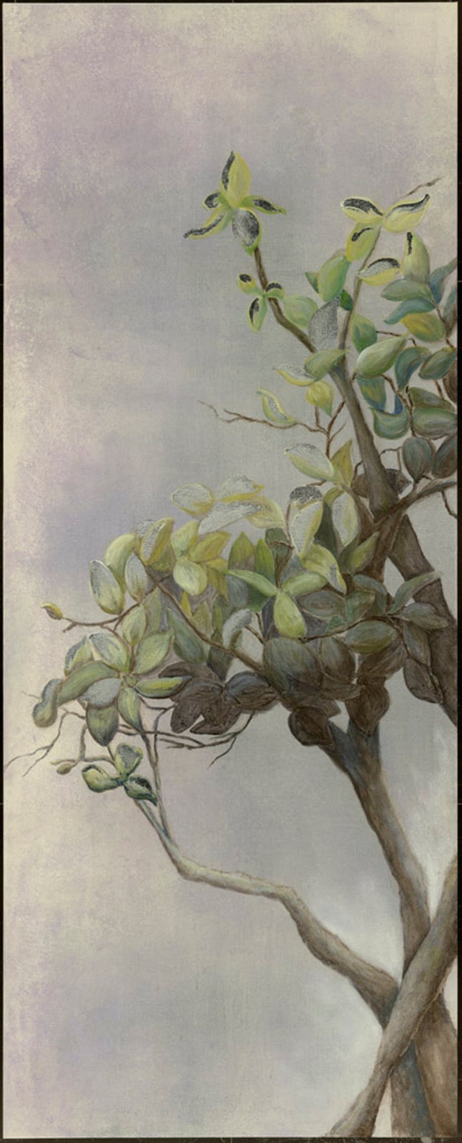 Mangrove Branch